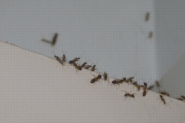 12 Mejores Insecticida Hormigas Borax Insecticida Hormigas Para Huertos
