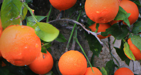 ¿Ayudan las naranjas a mejorar la circulación sanguínea?