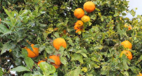 ¿Cómo influye el clima en la producción de naranjas?