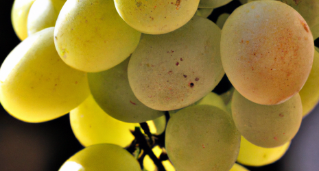 ¿Cómo se llaman las uvas sin semillas?