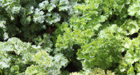 ¿Cómo se puede distinguir el perejil de otras plantas similares en apariencia?