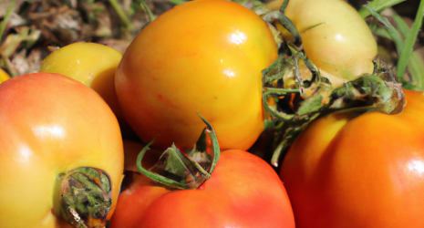 ¿Cómo se puede saber si un tomate está maduro solo por su apariencia?