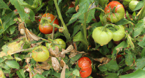 ¿Cómo se pueden cultivar tomates en casa?