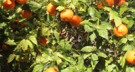 ¿Cuál es el árbol que da origen a las naranjas?