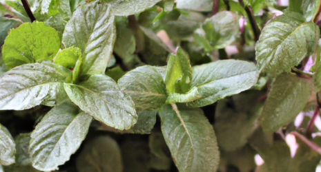 ¿Cuál es el ciclo de vida de la planta de menta?