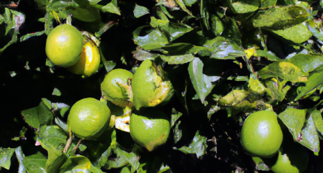 ¿Cuál es el impacto ambiental de la producción de limones a gran escala?