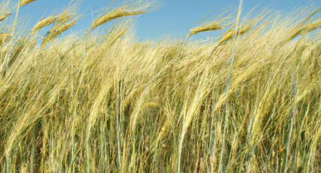 ¿Cuál es el impacto ambiental del cultivo de trigo?