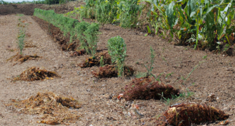 ¿Cuál es el impacto socioeconómico del cultivo de trigo en las comunidades rurales?