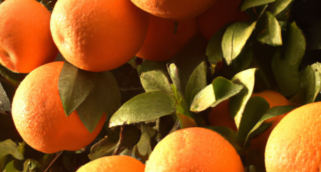 ¿Cuál es el origen de la naranja?