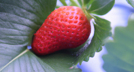 ¿Cuál es el origen de las fresas?