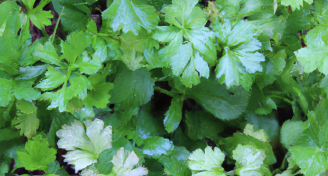 ¿Cuál es el origen del cilantro?