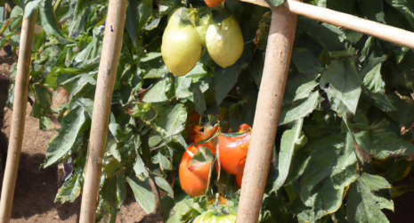 ¿Cuál es la mejor época para plantar tomates?