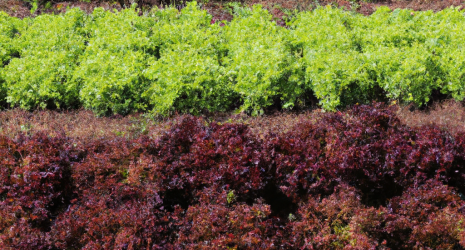 ¿Cuál es la temperatura adecuada para el cultivo de lechuga?