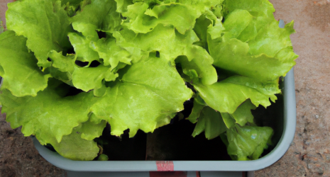 ¿Cuánta agua necesita una lechuga para crecer?