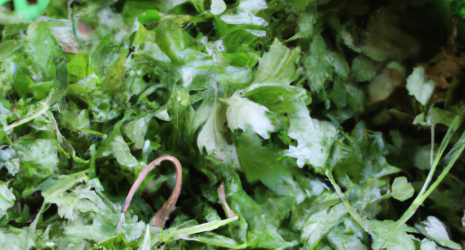 ¿El cilantro contiene oxalatos?