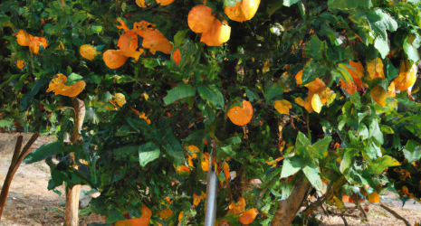 ¿El cultivo de naranjas puede ser un motor de desarrollo sostenible en zonas rurales?