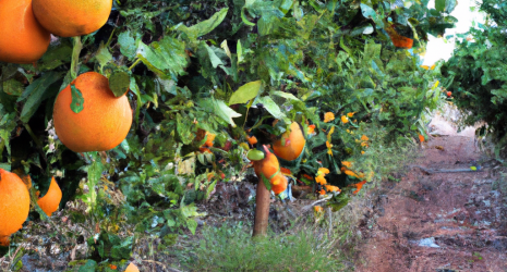 ¿El cultivo de naranjas puede ser una actividad sostenible?