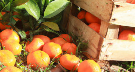 ¿La naranja tiene propiedades calmantes?