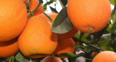 ¿Las naranjas contienen sustancias que mejoran la función cognitiva?