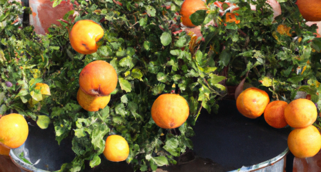 ¿Las naranjas son una buena fuente de yodo?