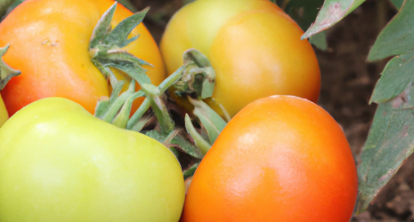 ¿Los tomates pueden ser recomendados para personas con problemas de hipertensión?