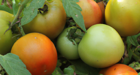 ¿Los tomates pueden ser usados en la cosmética natural?