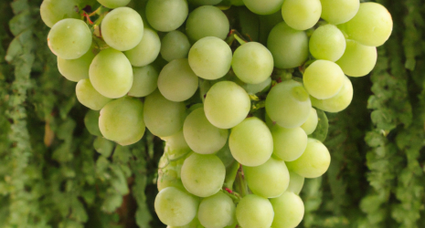 ¿Qué beneficios aportan las uvas a nivel emocional y mental?