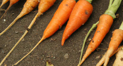 ¿Qué características tienen las zanahorias baby en comparación con las zanahorias convencionales?