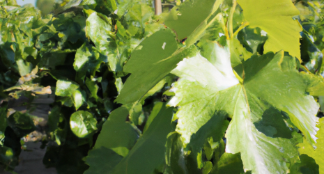 ¿Qué clima es el más adecuado para el cultivo de uvas?