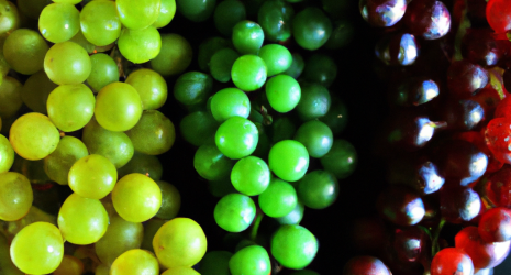 ¿Qué diferencias hay entre las uvas frescas y las pasas?