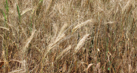 ¿Qué factores climáticos son determinantes en el cultivo de trigo?