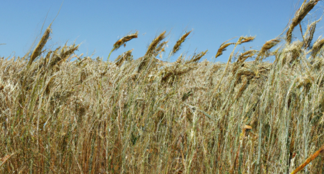 ¿Qué impacto tiene el cambio climático en la producción de trigo?