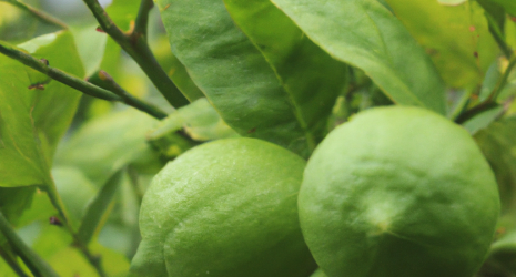 ¿Qué nutrientes aporta el limón a nuestro organismo?