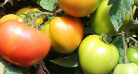 ¿Qué nutrientes contienen los tomates?